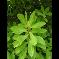 Euphorbia grantii (fam Euphorbiacees) (Afr. equatoriale) (Lyon, Parc de la tete d'or) (2)